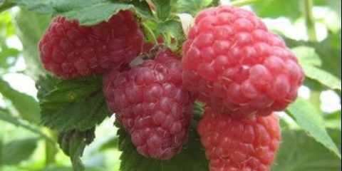 Popravka maline kćeri herkulesa